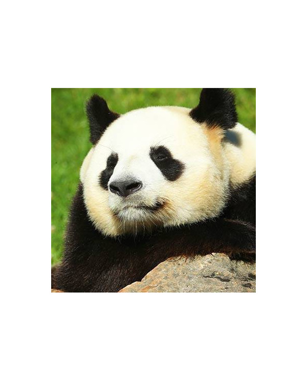 Billet Zoo De Beauval Pas Cher Opale Ce